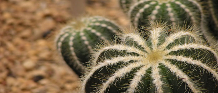 Cactus | Plant Service